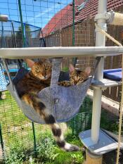 Two cats cuddling inside a grey hammock attached to Freestyle Outdoor Cat Tree by Omlet