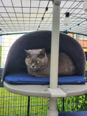 A cat resting inside of the outdoor freestyle cat den.