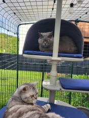 A cat sitting inside of the outdoor freestyle cat den.