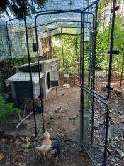 Chickens inside of a large walk in chicken run enclosure.