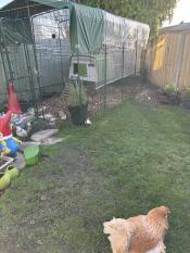 The large chicken walk in run set up with weather protection covers in a garden