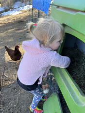 A child collecting eggs from the Eglu Cube green chicken coop