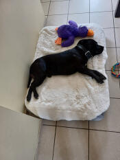 A dog sleeping in the Topology dog bed.