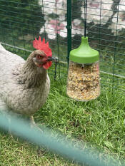 A chicken pecking at the pendant peck toy.