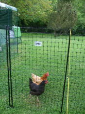 A chicken stood next to the gate of chicken fencing.