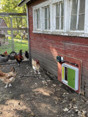 The smart automatic chicken coop door installed on a wooden chicken coop.