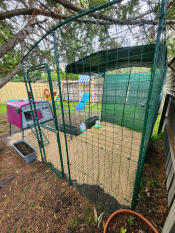 A large walk in chicken run set up with the purple Eglu Cube chicken coop attached.