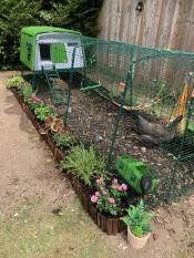 The green Eglu Cube chicken coop with large run.