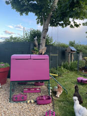 The purple Eglu Cube chicken coop.