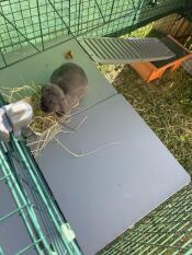 Overhead view of grey bunny eating hay on Zippi Rabbit Platform.