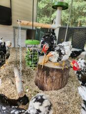 Chickens pecking at vegetables in the Caddi treat holder.