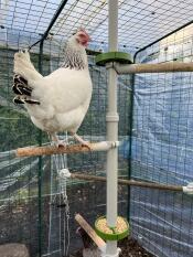 A chicken perched on her high perch inside a large enclosure