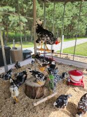 A group of chickens perching on the chicken PoleTree in their walk in run.