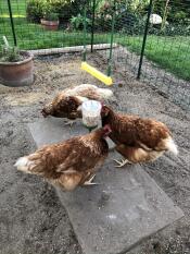 The girls love their poppy pecker!