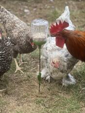 Some chickens pecking seeds from their peck toy