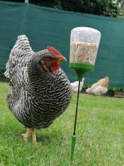 A chicken pecking seeds from a treat dispenser