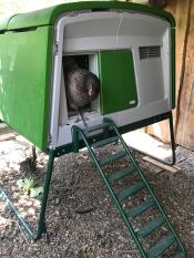 Chicken leaving an elevated green Eglu Cube Chicken coop via the attached ladder.