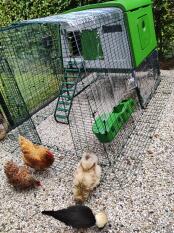 Chickens eating mealworms outside green Eglu Cube chicken coop with 2m run.