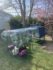 The purple Eglu Cube chicken coop set up in a garden,