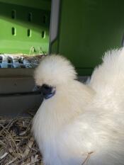 A Silkie chicken in the Eglu Cube chicken coop.