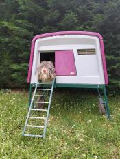 A brown chicken coming out of a purple Eglu Cube chicken coop.