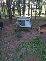 Chicken stood in entrance to green Eglu Cube chicken coop, with forest in background