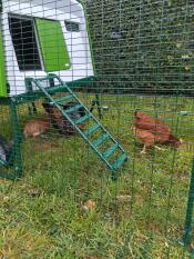 Chickens in the eglu cube run.