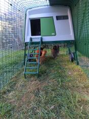 View of green Eglu Cube Chicken Coop from inside the attached 3 metre run