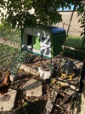 A green Eglu Cube chicken coop set up in a large enclosure with chickens pecking nearby.