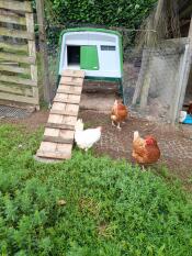 Three hens standing in front of green Eglu Cube chicken coop with wooden ladder attached to door.