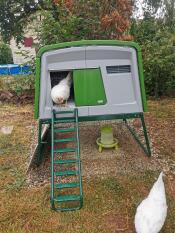 A white chicken coming out of green Eglu Cube chicken coop set up in a garden.