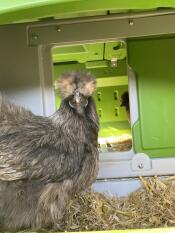 A close up of a chicken inside of the green Eglu Cube.