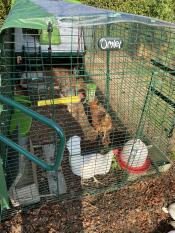 Chickens in the run of their green Eglu Cube chicken coop.