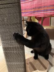 A black cat clawing at the scratching post.