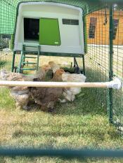A chicken run connected to a green chicken coop with three chickens