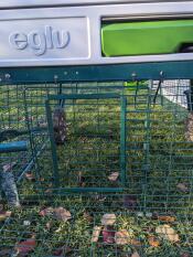 Omlet Run Door Self Fit Kit attached to Eglu Cube Chicken Coop run.