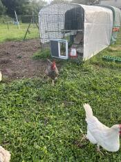 Chickens next to their run with the grey autodoor attached.