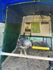 A chicken stood on the chicken perch inside the Eglu Cube chicken coop.