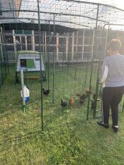 A person feeding chickens in their walk in run enclosure with an Eglu Cube in the background.