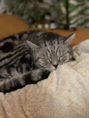 A cat sleeping on the super soft cat blanket