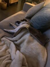 Dog asleep on sofa under grey and cream Super Soft Dog Blanket by Omlet.