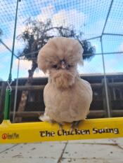 A chicken sat on the Chicken Swing.