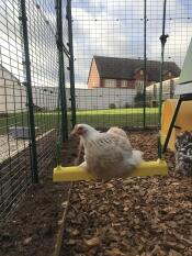 Chicken perched on Chicken Swing hanging inside large Omlet Walk In Run.