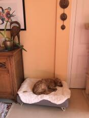 A dog resting in the Topology dog bed with white sheepskin topper.