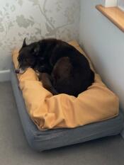 A dog resting in her Topology dog bed with yellow beanbag topper.