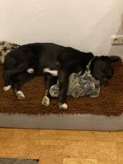 A dog sleeping on a grey bed with a brown microfiber topper