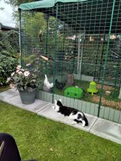 A cat looking at chickens in the walk in run.