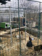 Chickens walking around in their chicken run with poletree accessories.