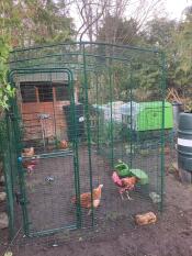 Chickens pecking inside of the Walk In Run.