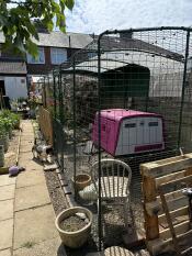 A large walk in run enclosure with purple Eglu Cube chicken coop inside.